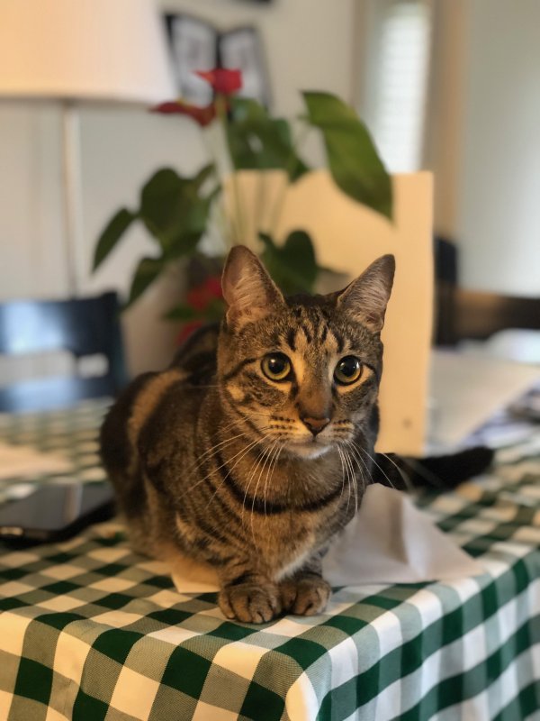 Safe Cat in Hightstown, NJ