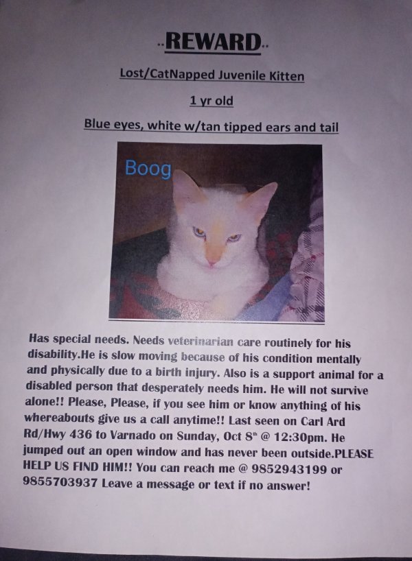 Lost Siamese in Angie, LA