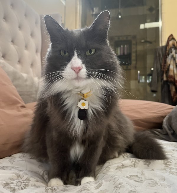 Safe Norwegian Forest Cat in Houston, TX