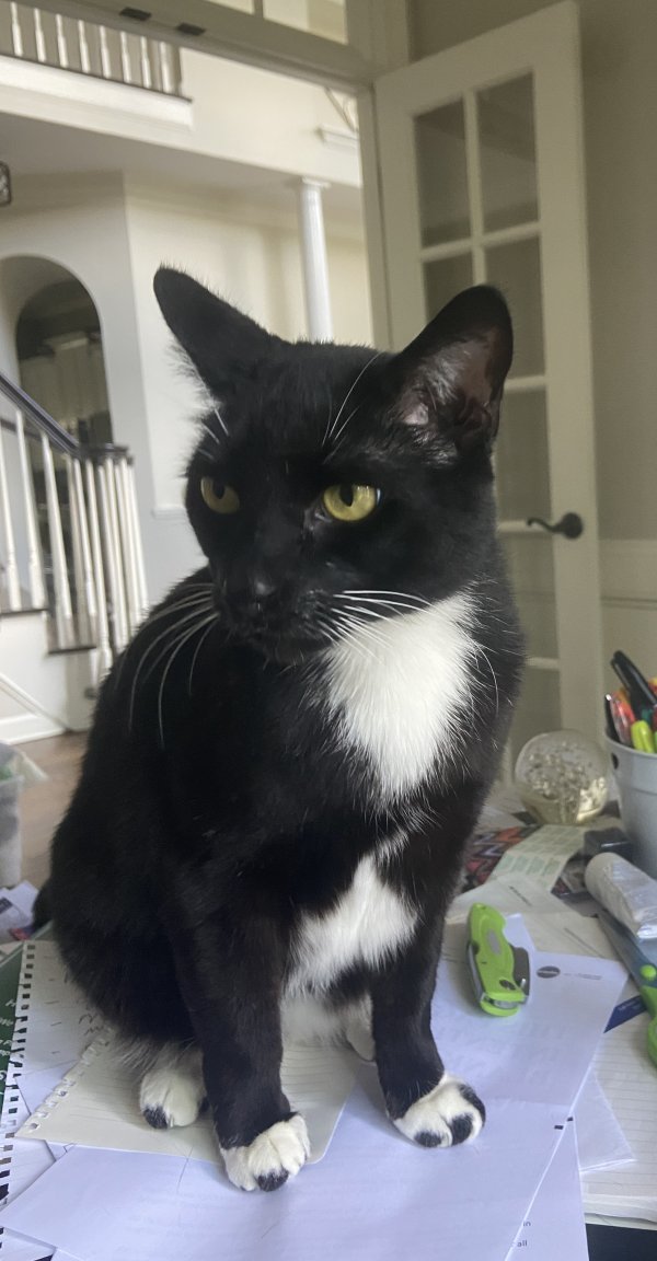 Safe Cat in Roswell, GA