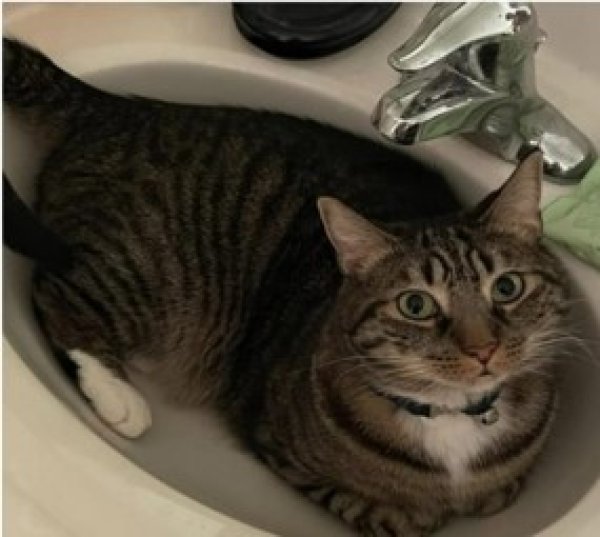 Safe Domestic Short Hair in Christiana, PA