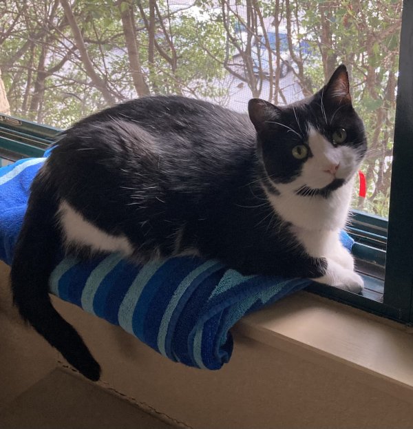 Lost Domestic Short Hair in Schaumburg, IL