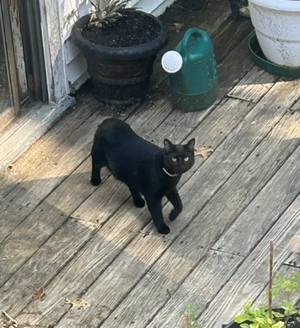 Lost Cat in Dracut, MA