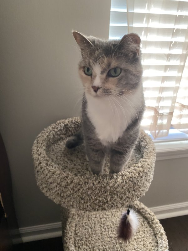 Safe Domestic Short Hair in Stafford, VA