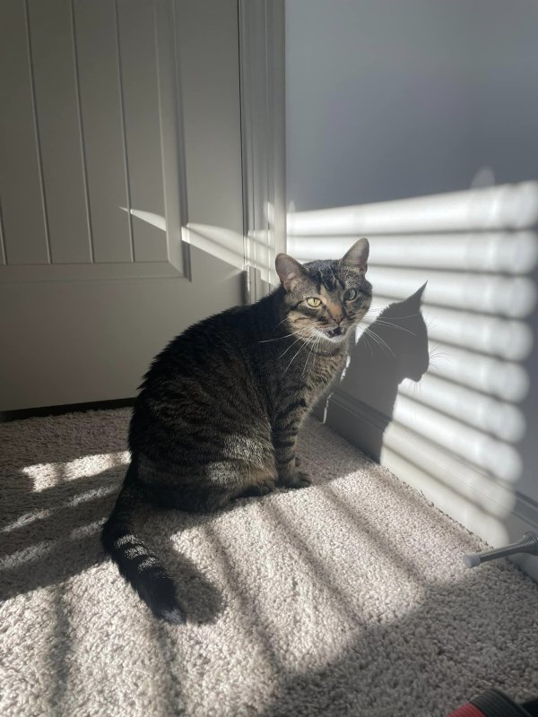 Lost American Shorthair in Spotsylvania, VA