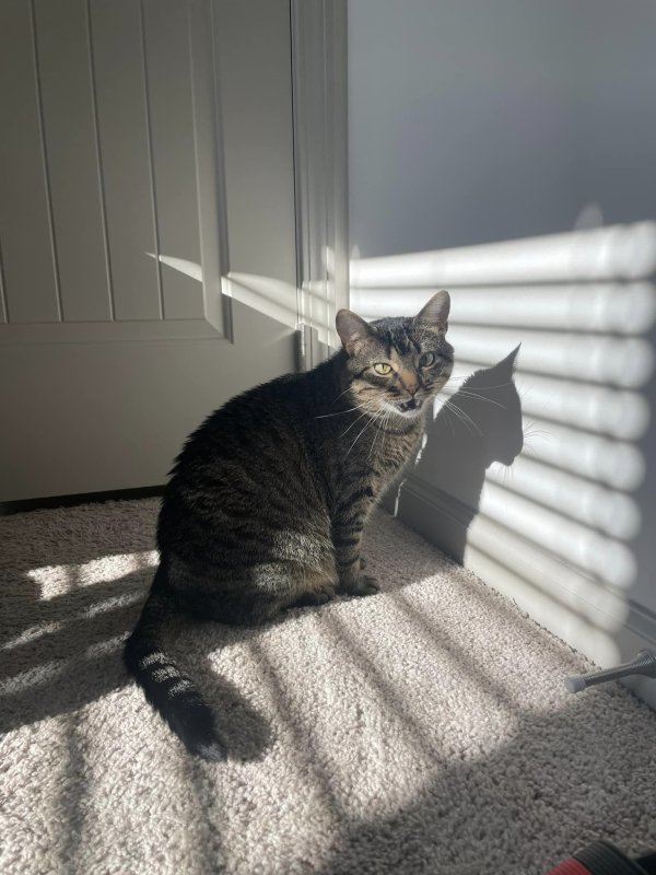 Safe American Shorthair in Spotsylvania, VA