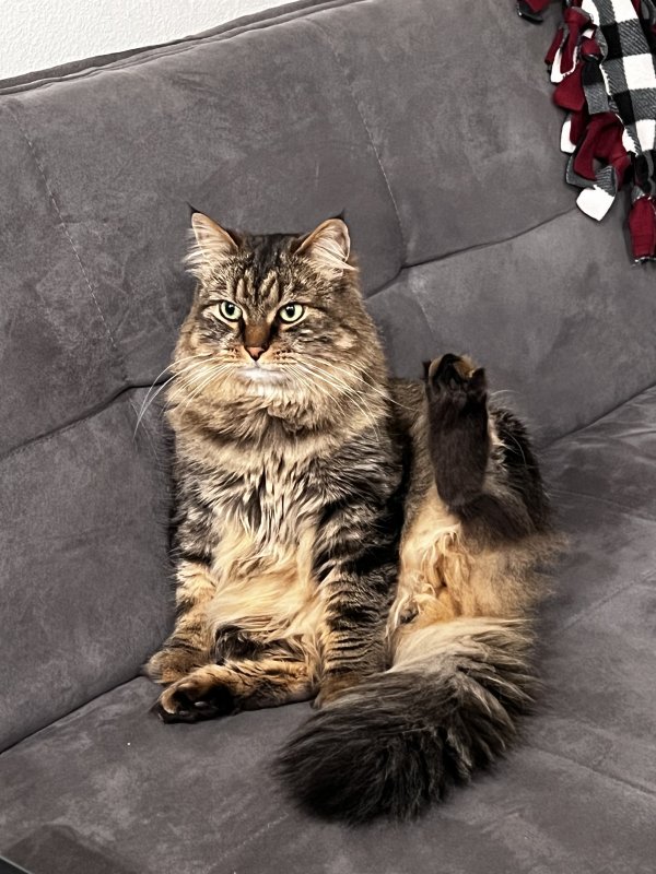 Safe Siberian in Denver, CO