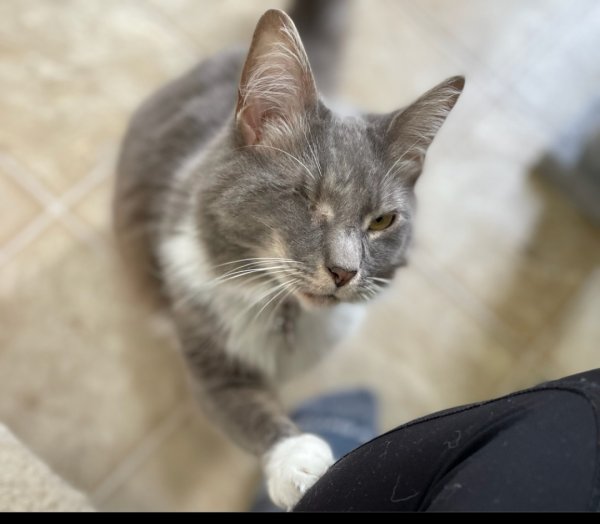 Safe Domestic Long Hair in Concord, NC