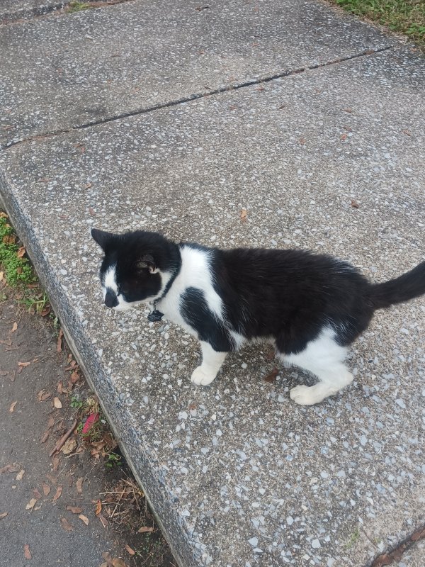 Found American Shorthair in Halifax, PA