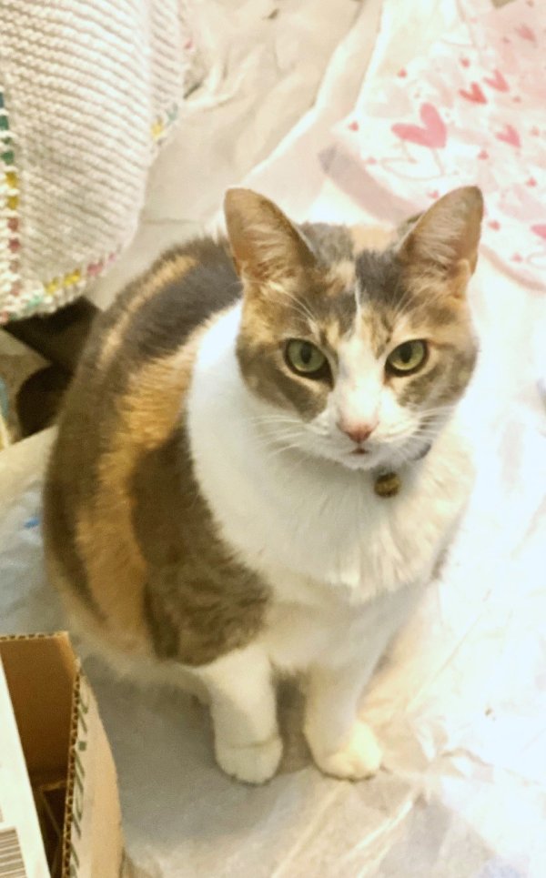 Safe Cat in Newberg, OR