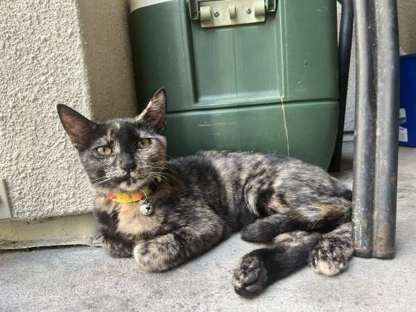 Safe American Shorthair in Houston, TX