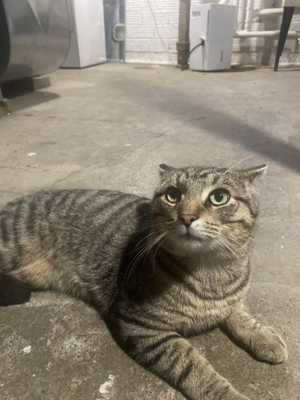 Found Cat in Buffalo, NY