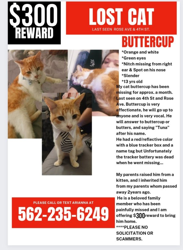 Missing cats deals near me