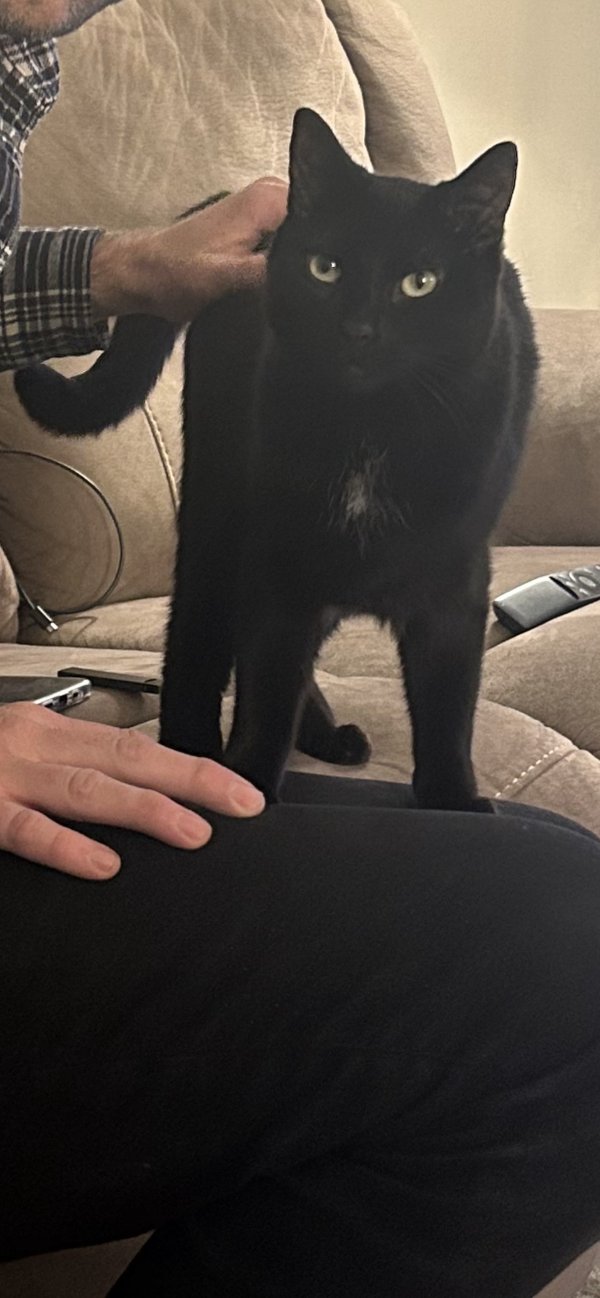 Safe Domestic Short Hair in Levittown, PA