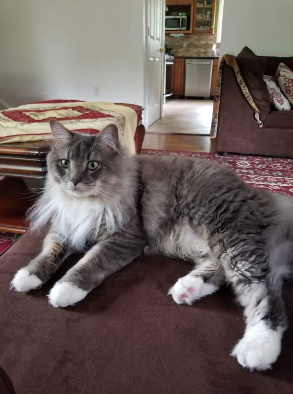 Safe Maine Coon in Hightstown, NJ