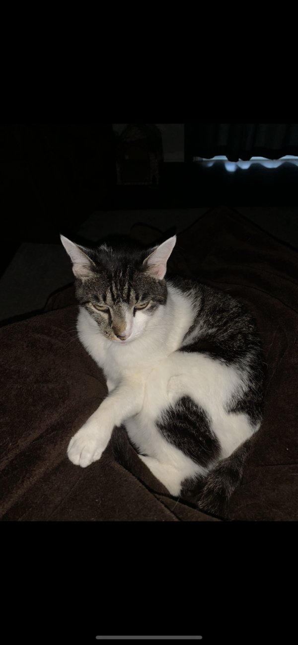 Safe Domestic Short Hair in York, SC