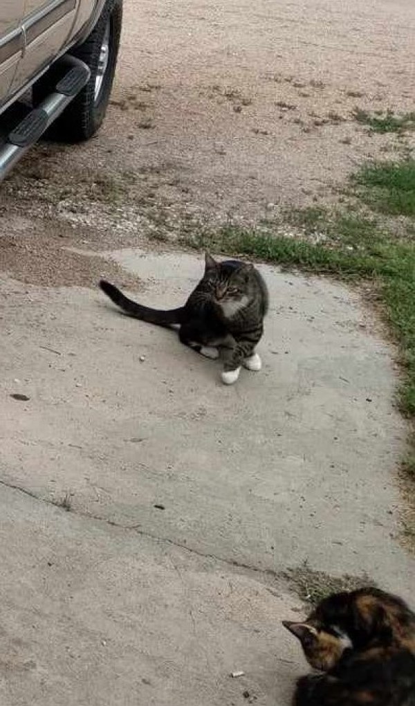 Safe American Shorthair in Nickerson, KS