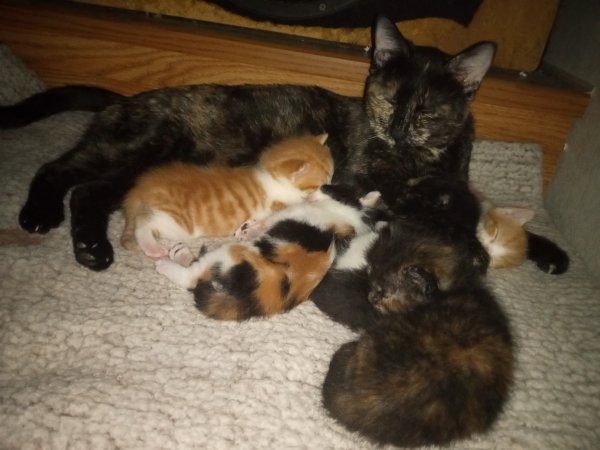 Safe American Shorthair in Nickerson, KS