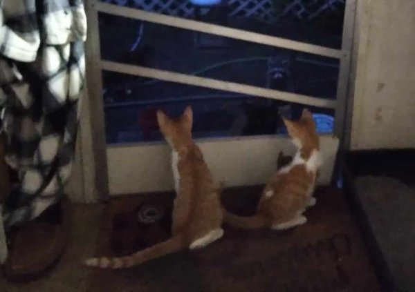 Safe American Shorthair in Nickerson, KS