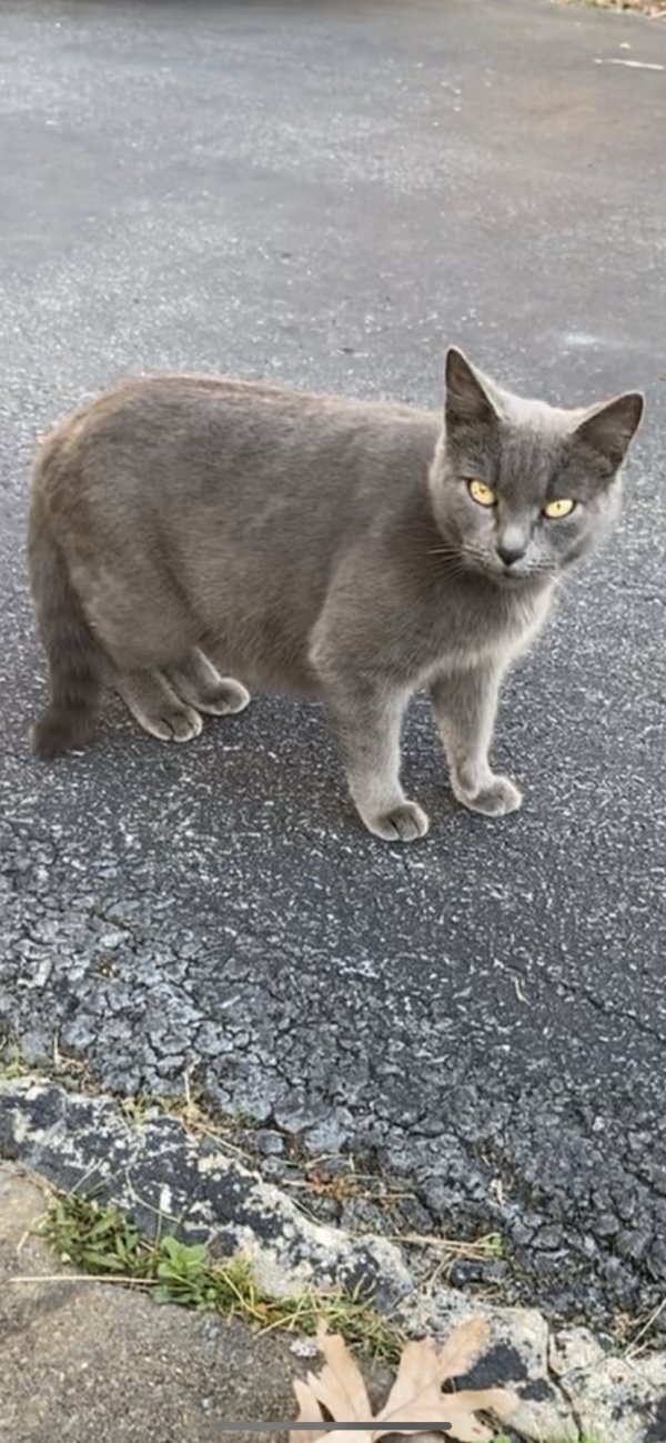 Safe Russian Blue in Silver Spring, MD