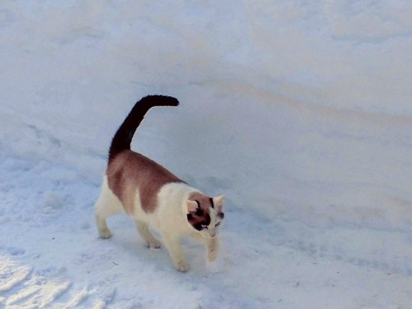 Safe Cat in Sandpoint, ID