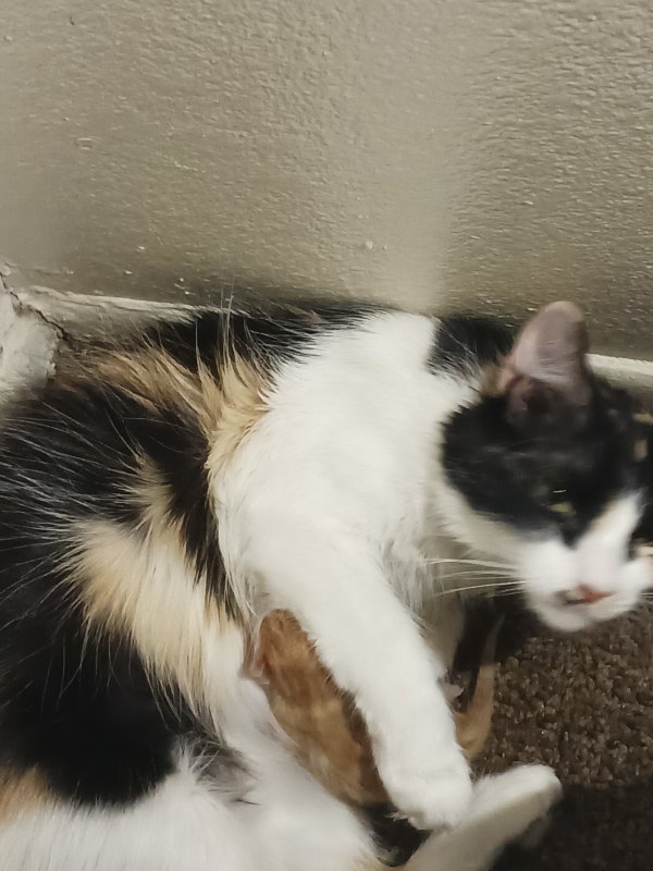 Safe Cat in Phoenix, AZ