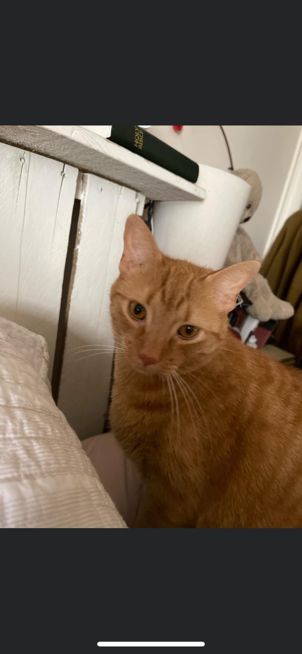 Safe Domestic Short Hair in York, PA