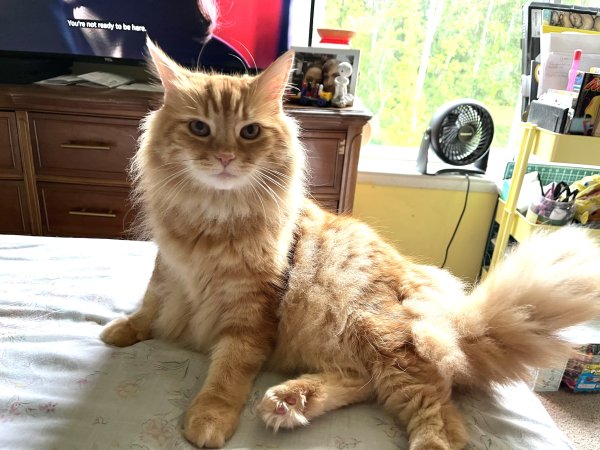 Safe Domestic Long Hair in Burke, VA