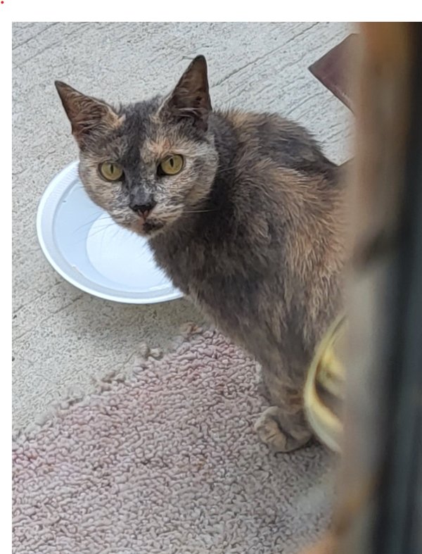 Safe American Shorthair in Perkasie, PA