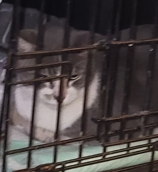 Found American Shorthair in Long Beach, CA