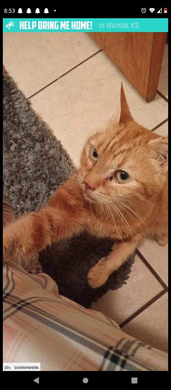 Safe Cat in Wichita, KS