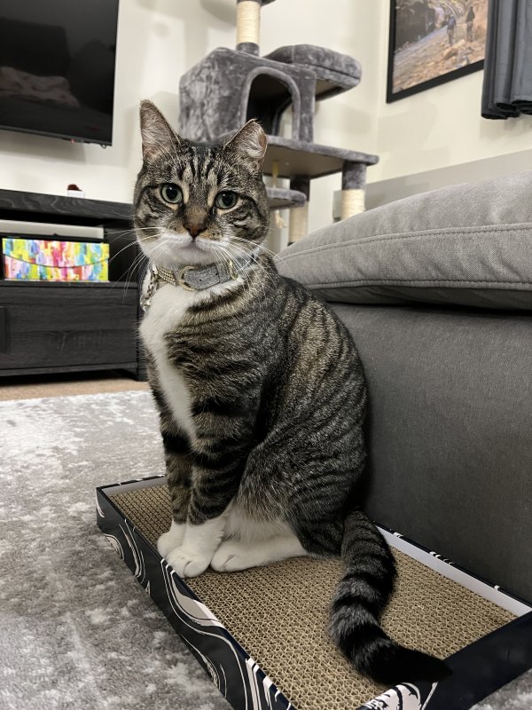 Safe Cat in Jackson, NJ