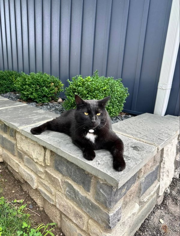 Lost Cat in Blacklick, OH