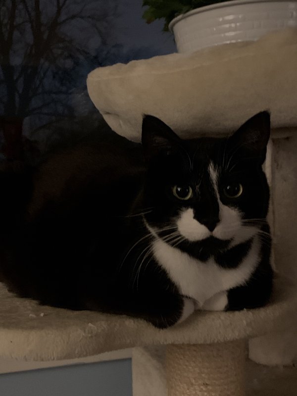 Safe Cat in Hinsdale, IL