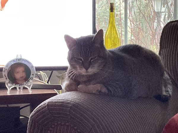 Safe Cat in Plainfield, NJ