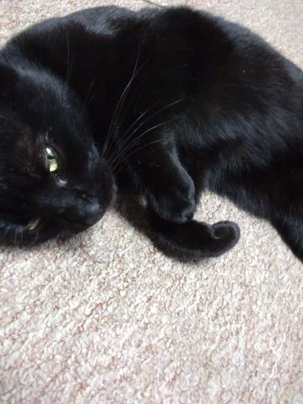 Safe Cat in Pitman, NJ