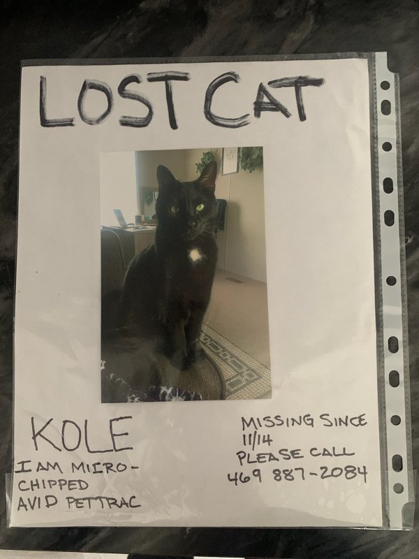 Safe Cat in Springfield, IL
