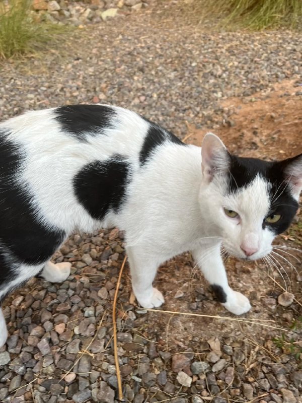 Lost American Shorthair 