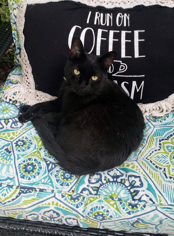 Safe Domestic Short Hair in Cornelius, NC