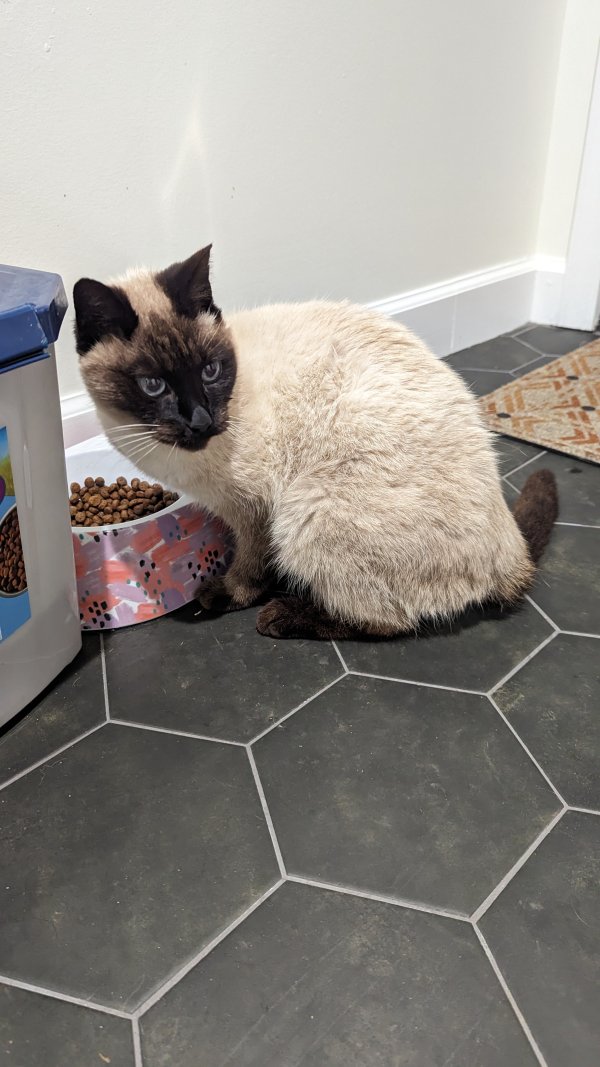 Safe Siamese in Forest, VA