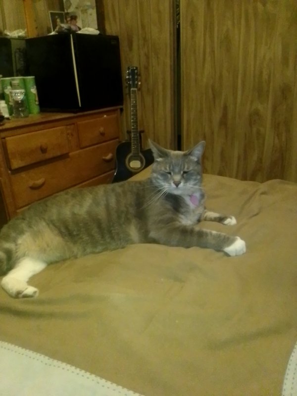 Safe Cat in Mesa, AZ