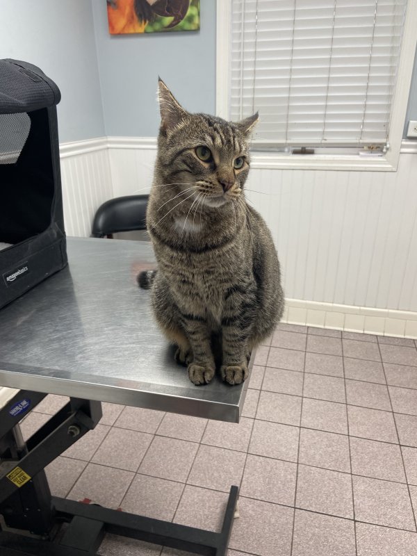 Safe American Shorthair in Maplewood, NJ