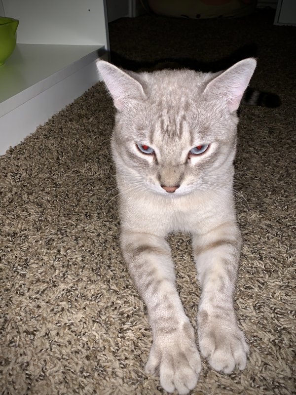 Safe Siamese in Tempe, AZ