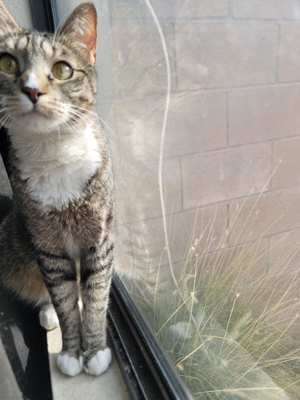 Safe Cat in Henderson, NV