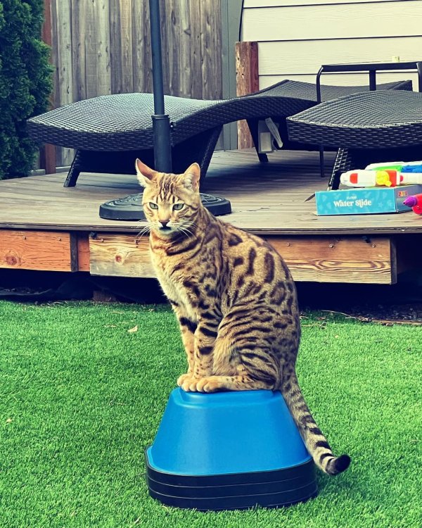 Lost Bengal cat 