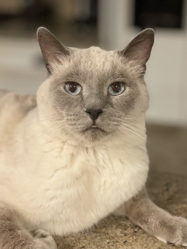 Safe Cat in Wheaton, IL