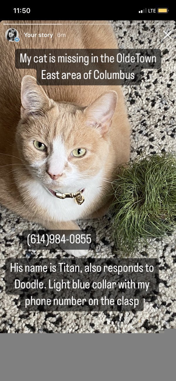 Safe American Shorthair in Columbus, OH