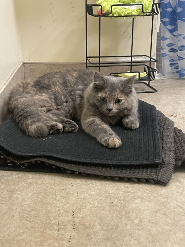 Safe Cat in Canton, NY