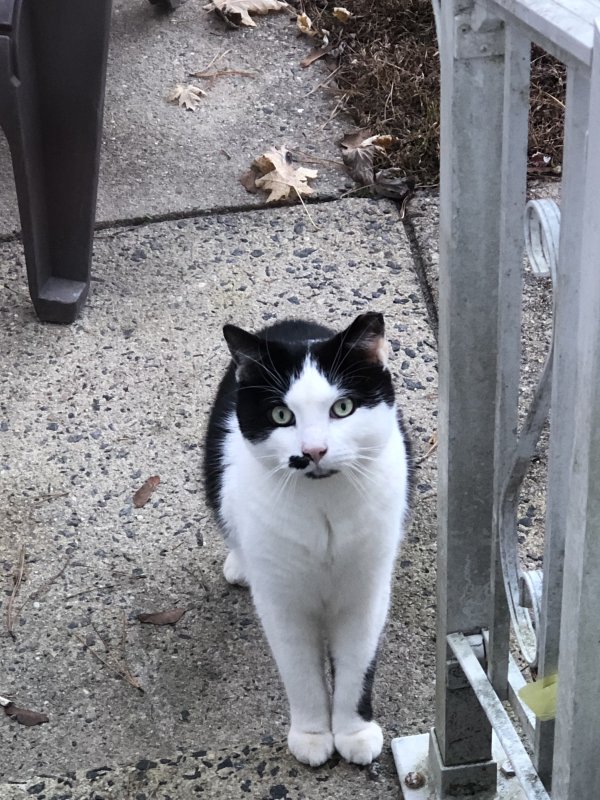 Found Domestic Short Hair in Manchester Township, NJ