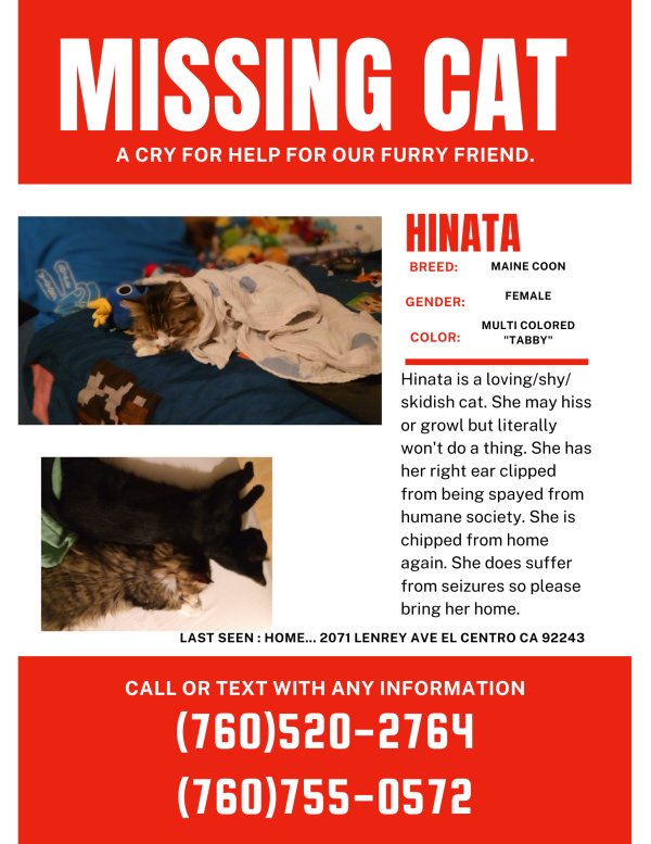 Lost Maine Coon in California